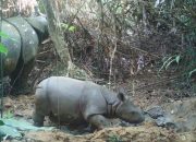 Seekor Individu Baru Anak Badak Jawa Terekam di TNUK