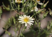 Mengenal Sijukkot, Tanaman Herbal Kaya Akan Manfaat dari Tanah Toba