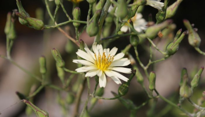 Mengenal Sijukkot, Tanaman Herbal Kaya Akan Manfaat dari Tanah Toba