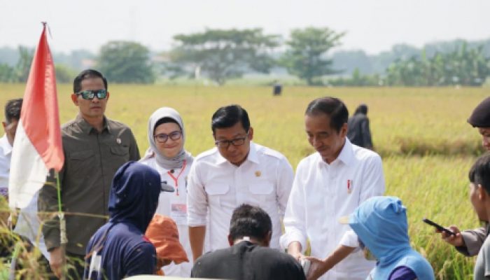 Presiden Bersama Plt Mentan Panen di Indramayu, Petani Termotivasi