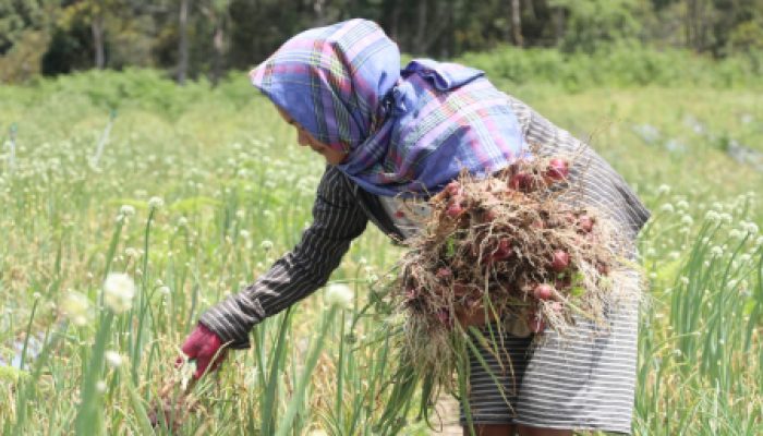 NTP dan NTUP Terus Naik Signifikan