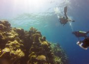 5 Spot Freediving dengan Keindahan Bawah Laut Terbaik di Indonesia