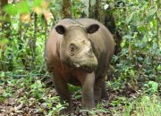 Delilah, Induk Badak Pertama yang Lahir dan Melahirkan di SRS TNWK