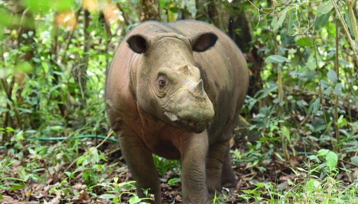 Delilah, Induk Badak Pertama yang Lahir dan Melahirkan di SRS TNWK