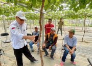Kementan Dorong Produktifitas Anggur di Sulawesi Tengah
