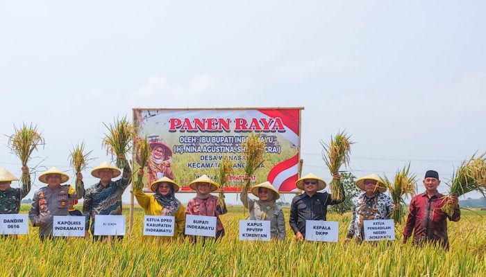 Varietas Padi DNA Bisa Panen 8 Ton Per Hektar, Kementan Berikan Apresiasi