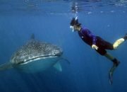 Mengintip Keindahan Wisata Bahari Teluk Saleh