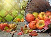 Diet? Berikut Makanan Rendah Kalori yang Wajib Dicoba