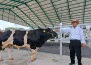 Mentan Pacu Produktivitas Semen Beku untuk Tingkatkan Populasi Ternak