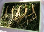 Wajib Coba! Ini Khasiat Ginseng bagi Tubuh