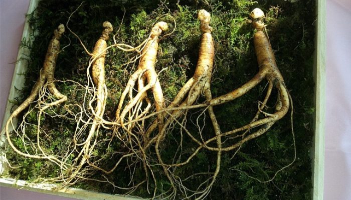 Wajib Coba! Ini Khasiat Ginseng bagi Tubuh