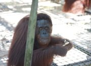 12 Individu Orangutan Dilepasliarkan BKSDA Kalteng dan BKSDA Kaltim