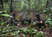 Anak Badak Sumatera Terus Lahir di TNWK, Menteri LHK: Tanda Ekosistem Membaik