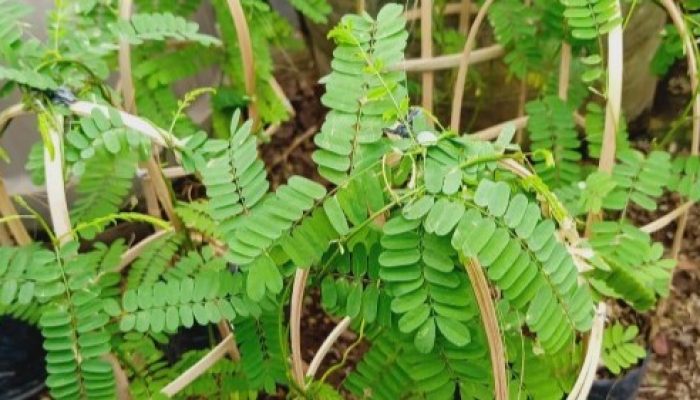 Wajib Tahu, Ini Manfaat Daun Saga bagi Kesehatan