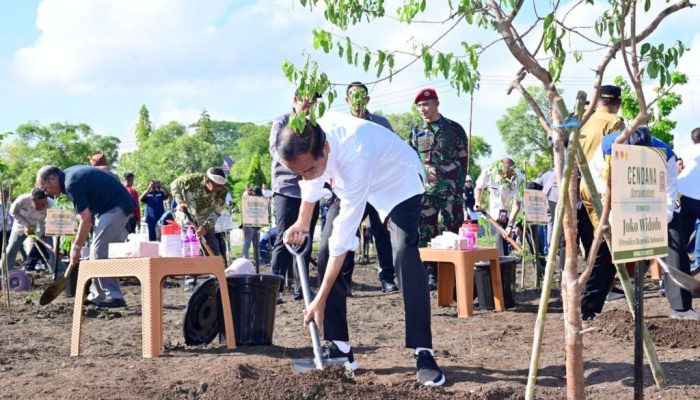 Lestarikan Tanaman Endemik, Presiden Tanam Pohon Cendana