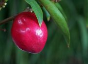 Tak Banyak yang Tahu, Ini Sederet Manfaat Buah Mahkota Dewa bagi Kesehatan