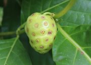 Tak Banyak yang Tahu! Ini Manfaat Daun Mengkudu Bagi Kesehatan