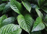 Catat! Ini Khasiat Daun Pecah Beling bagi Kesehatan