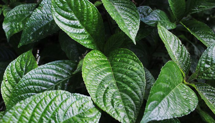 Catat! Ini Khasiat Daun Pecah Beling bagi Kesehatan