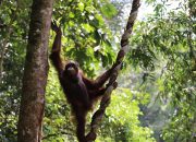 Dua Ekor Orangutan Kembali Dilepasliarkan di TNBKDS