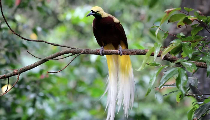 Ini Hewan Endemik yang Dapat Kamu Temui  Saat Berwisata Keliling Indonesia