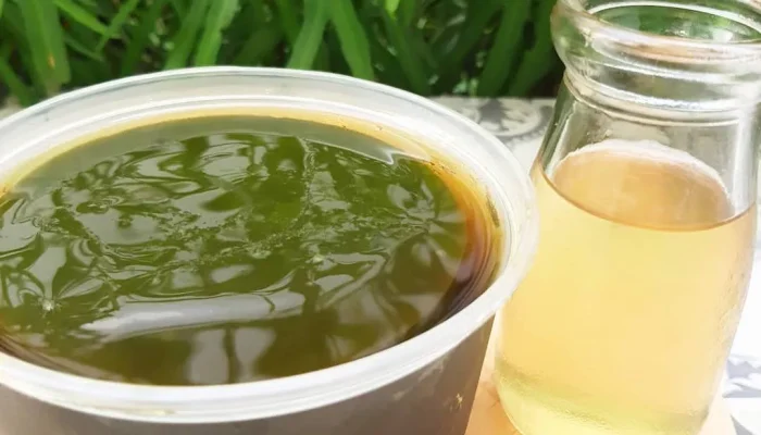 Belum Banyak yang Tahu, Ini Khasiat Cincau Hijau bagi Kesehatan