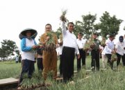 Panen Bawang Merah di Kabupaten Brebes, Mentan: Performa Produksinya Semakin Baik
