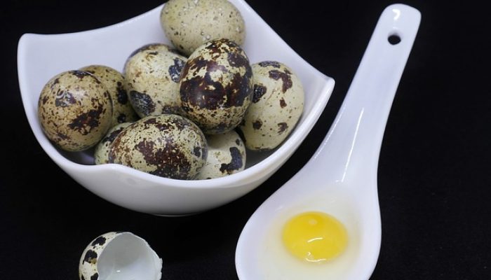 Wajib Tahu! Ini Sederet Manfaat Telur Puyuh bagi Kesehatan