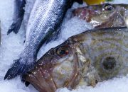 Wajib Tahu, Ini Sederet Manfaat Konsumsi Ikan Dori bagi Kesehatan