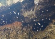 Kuy ke Gua Batman! Wisata Unik di Probolinggo