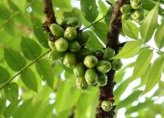 Catat! Ini Beberapa Manfaat Belimbing Wuluh bagi Tubuh
