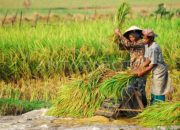 Petani Banten Mulai Masuk Panen Raya Padi