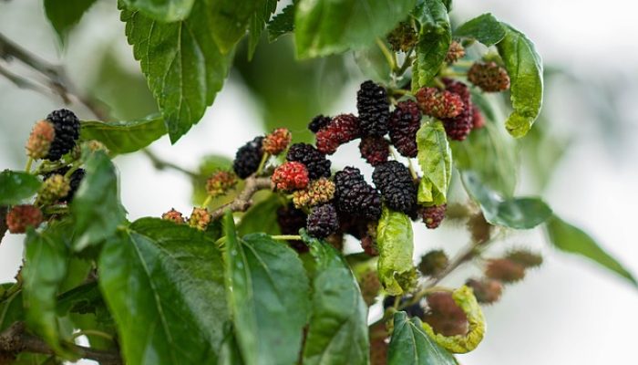 Wajib Tahu, Ini Sederet Manfaat Daun Murbei