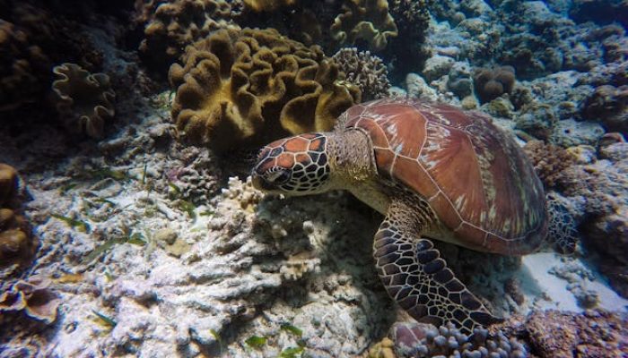 Fakta! Indonesia Memiliki Terumbu Karang Terluas di Dunia