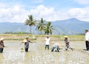 Jokowi Tinjau Panen Raya di Kabupaten Sigi