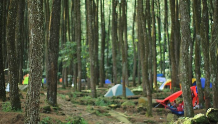 Suaka Elang Loji: Destinasi Wisata dan Edukasi yang Memukau