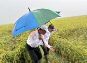 Mentan dan Wamenhan Tetap Gelar Panen Raya Padi Merauke Ditengah Hujan Deras