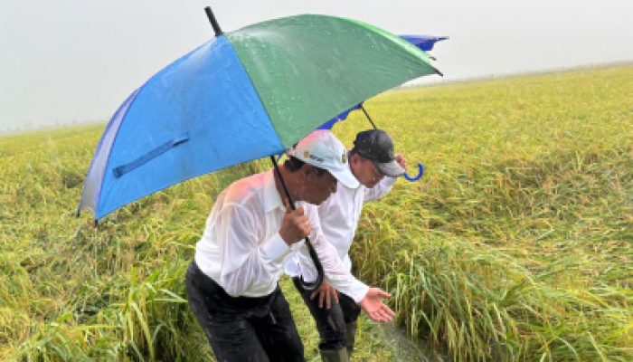 Mentan dan Wamenhan Tetap Gelar Panen Raya Padi Merauke Ditengah Hujan Deras