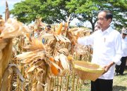 Tinjau Panen Jagung, Presiden Tekankan Pentingnya Keseimbangan Harga
