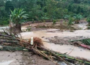 Banjir dan Longsor Di Kabupaten Tanggamus, Seorang Warga Hilang Terbawa Arus