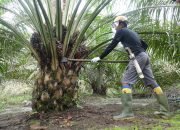 Tingkatkan Perekonomian, BPDPKS Dukung Hilirisasi Industri Sawit