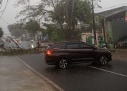 Depok Diterjang Angin Kencang, Pohon 15 Meter Tumbang