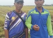 Harga Gabah Di Sejumlah Daerah Dibawah HPP, Bulog Diminta Segera Turun Tangan