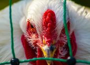 Pemerintah Gerak Cepat Tingkatkan Kesiapsiagaan Hadapi Flu Burung