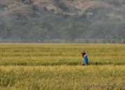Jaga Stok dan Harga Beras, Pemerintah Alokasikan Rp16,6 Triliun untuk Bulog