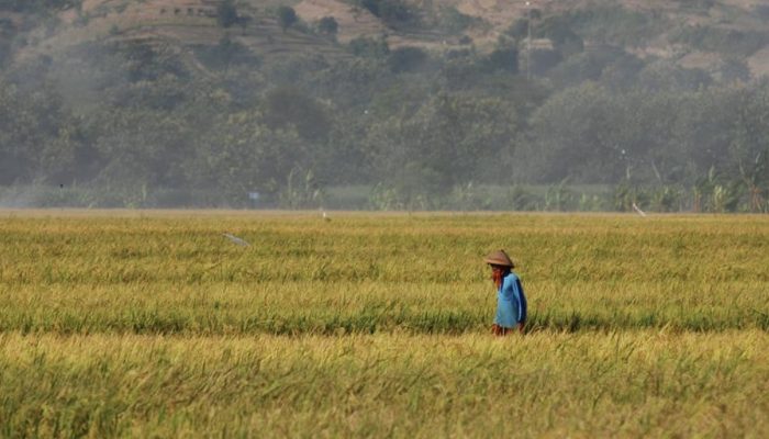 Jaga Stok dan Harga Beras, Pemerintah Alokasikan Rp16,6 Triliun untuk Bulog