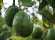 Sekolah Alpukat IPB Dorong Petani Naik Kelas