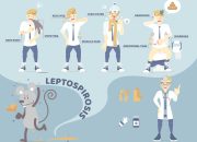 Pasca Bencana, Kemenkes Siaga Penanggulangan Leptospirosis